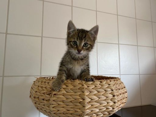 Balu2.jpg Balu2.jpg